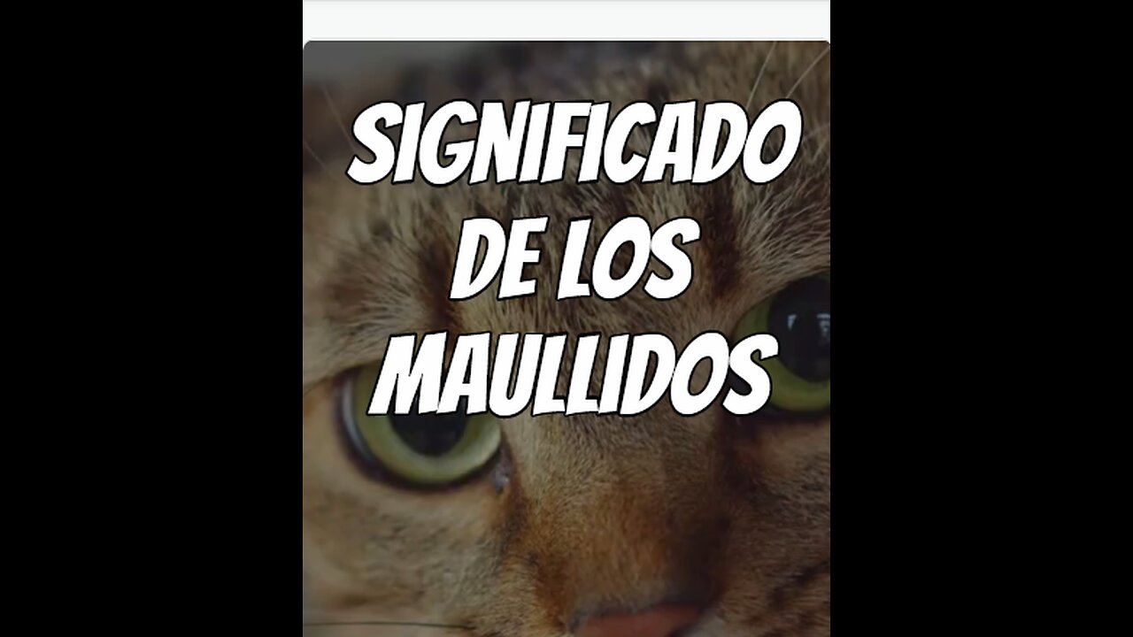 significado-de-los-maullidos