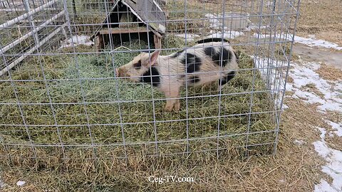 Graham Family Farm: 10:00 AM February 10th 2025