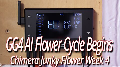 GG4 AI Flower Cycle Begins, Blackdog LED Full Garden Update