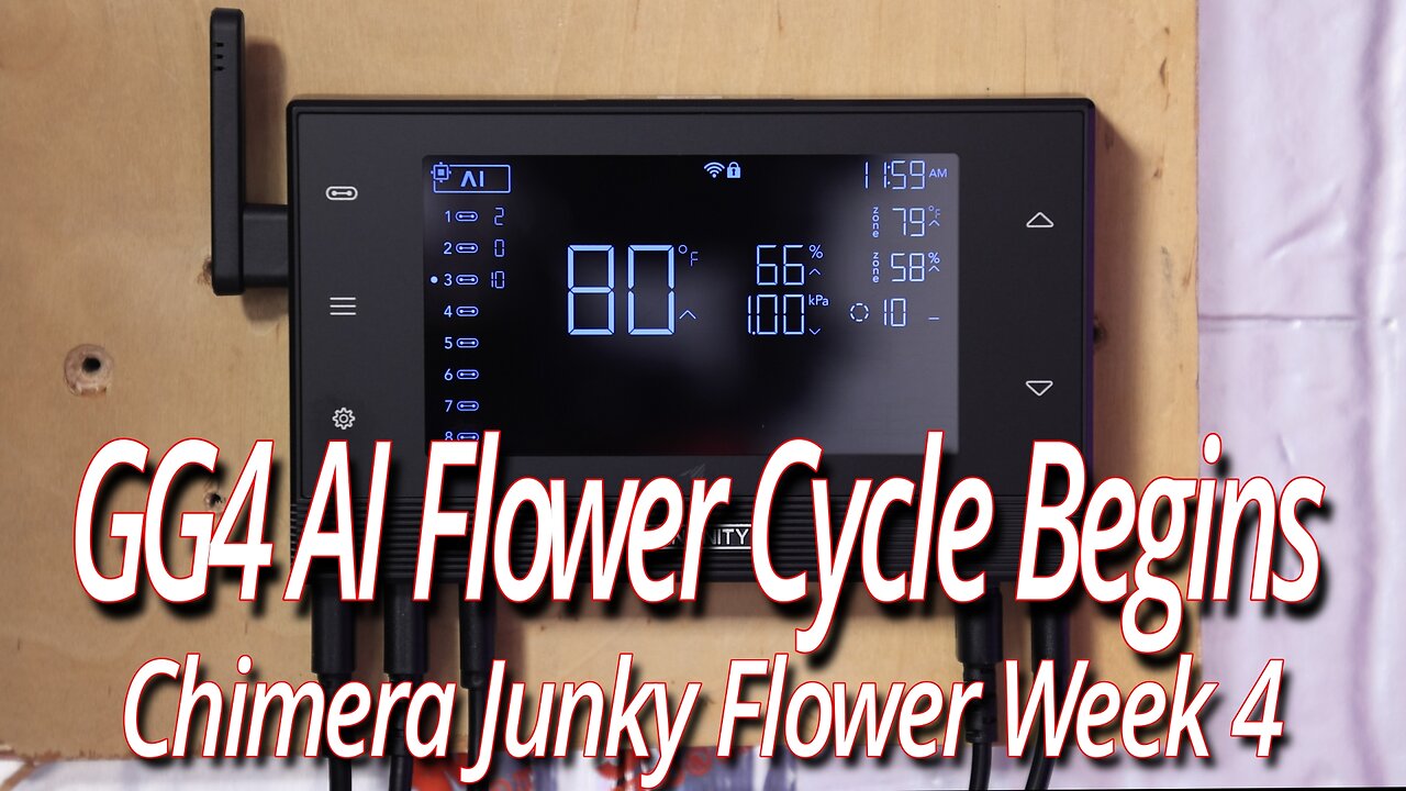 GG4 AI Flower Cycle Begins, Blackdog LED Full Garden Update