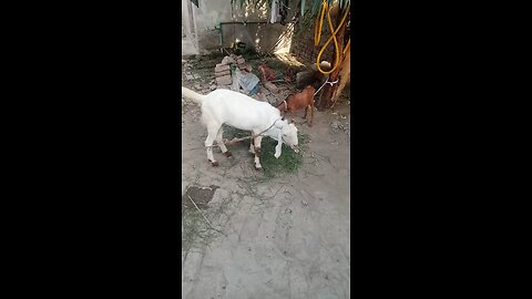 my goats vedio