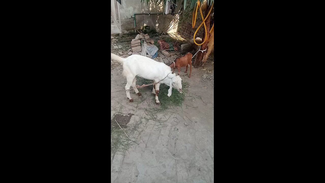 my goats vedio