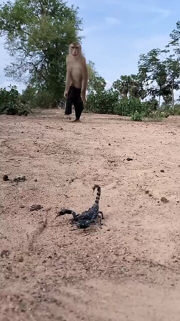 Perfect video SokYaa, OG, Pao & Mom Are Famous Around The World #shorts #anime #trend #edit