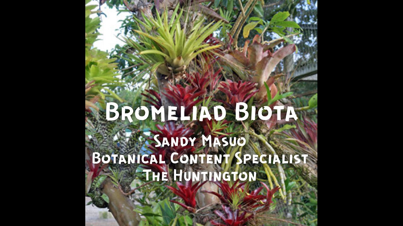 Bromeliad Biota