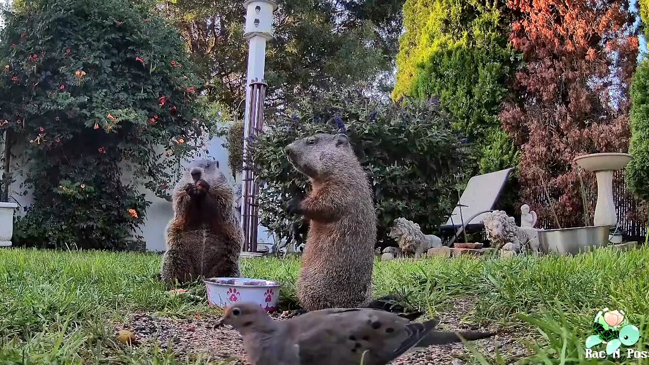 ☃️🥶❄️🛷☕︎ Winter Days & Beautiful Critter Fun! ☃️🥶❄️🛷☕︎ #Possums #Raccoons #Skunks #Squirrels #Groundhogs