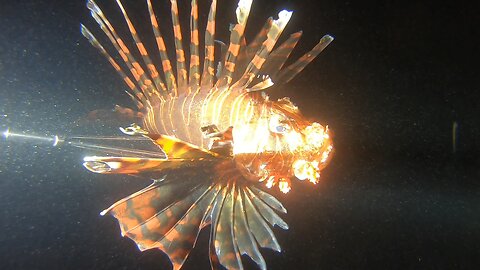 Hunting Lionfish at Night