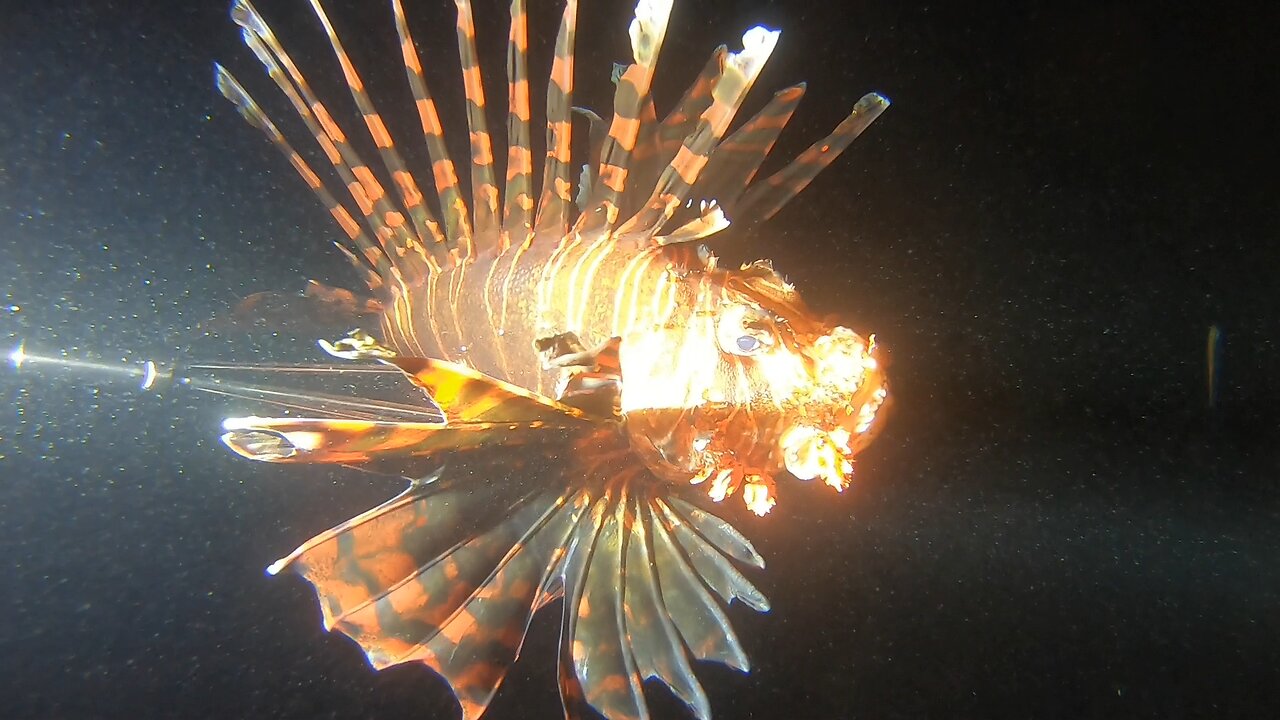 Hunting Lionfish at Night