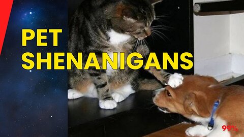 Cats Totally Mess with Dogs: Hilarious and Heartwarming Moments