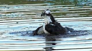 The Caring Father: A Male Osprey's Moment of Rejuvenation