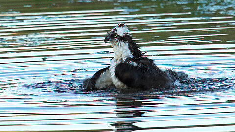 The Caring Father: A Male Osprey's Moment of Rejuvenation