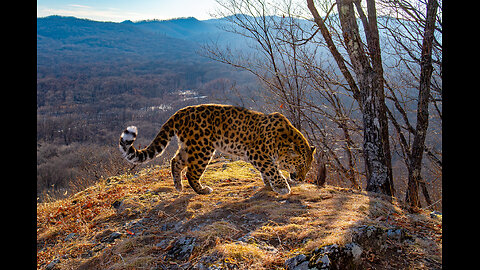Inland Visions | Russia’s Far East: Walk on the Wild Side