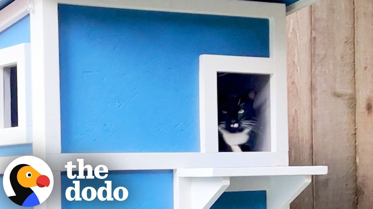 Freezing Feral Cat Needed a Home – He Built One Just in Time | The Dodo