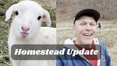 What's Happening on the Homestead