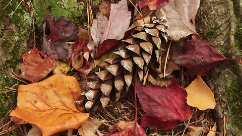 PENTAX K-r & TAMRON 28-200mm FALL FOLIAGE
