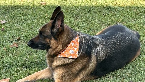 Fall Day in Tennessee with Athena