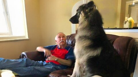 Dogs Being Proud to Be Part of the Family 😁🐾 Funny Dog & Human Moments 2025