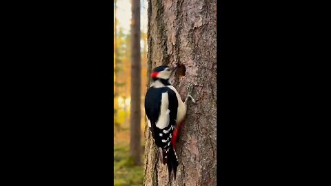 дятел и белка