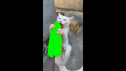 Cat Eating Corn | Green Screen