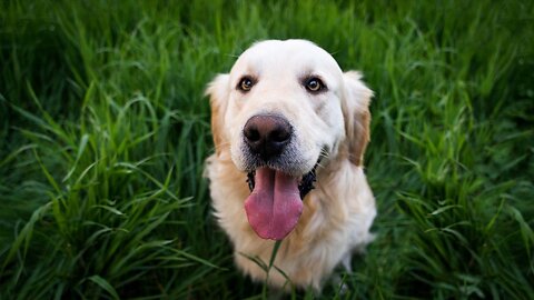 Pets come first? Majority of owners would trim lifestyle costs for pets