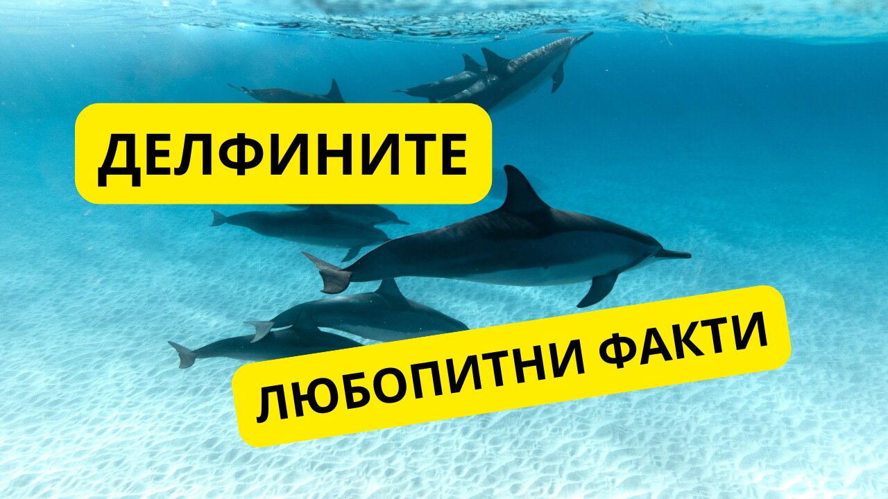 ДЕЛФИНИТЕ: любопитни факти