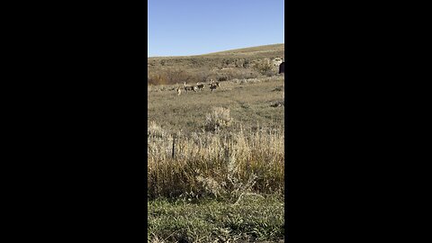 As I’m driving out, there they are!