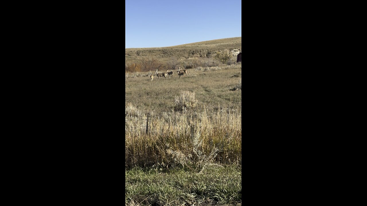 As I’m driving out, there they are!