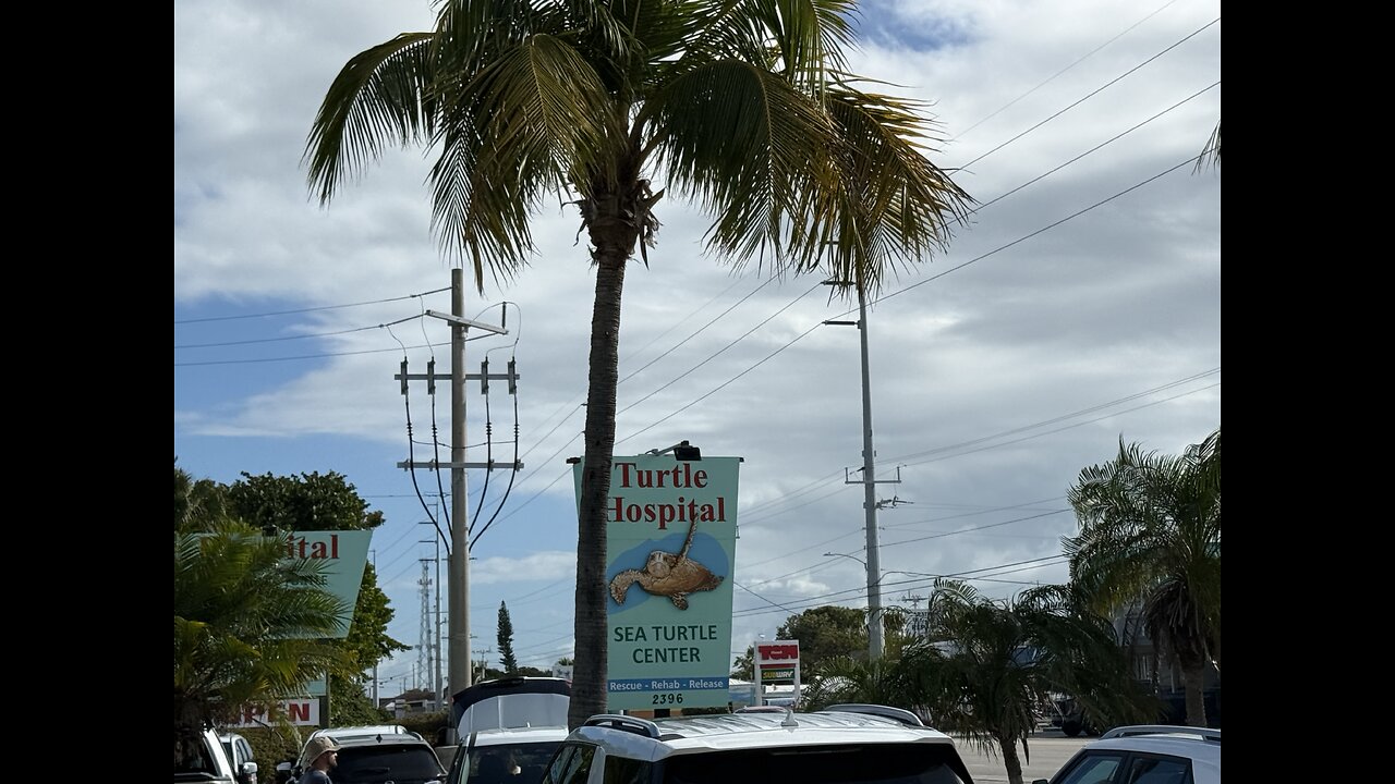 The Turtle Hospital! | 4K