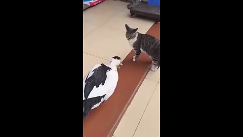 animal funny comedy