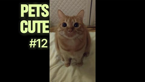 Cutest Sleeping Positions: Pets Dreaming Sweet Dreams