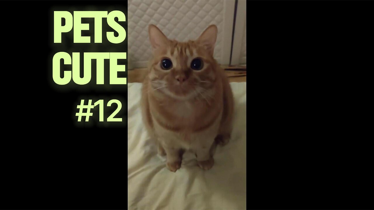 Cutest Sleeping Positions: Pets Dreaming Sweet Dreams