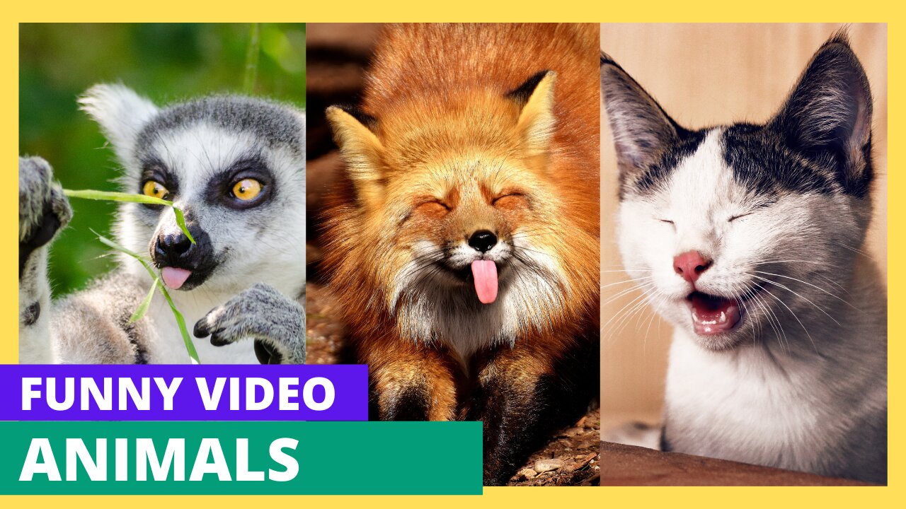 Funny Animal Videos 10 #Cat