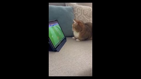Cat watching football