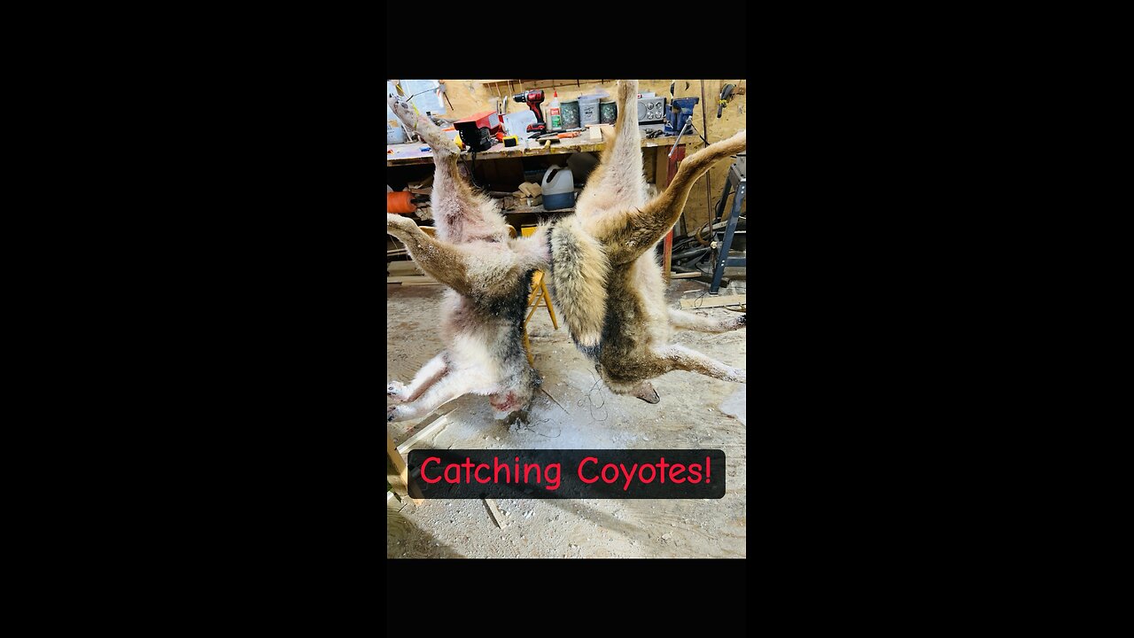 Catching coyotes and setting snares!!