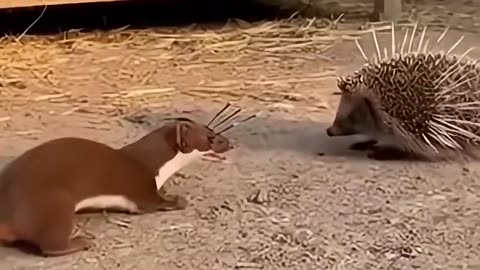 Hedgehog Hero Saves Chicks from a Weasel