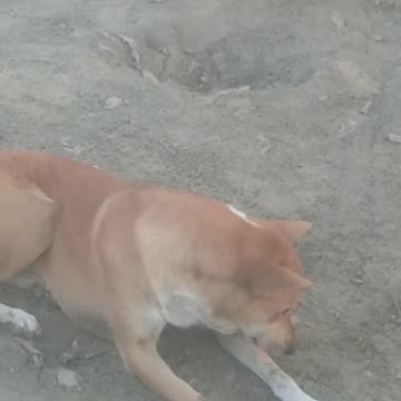 Real dog os very funny