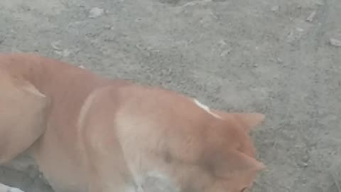 Real dog os very funny