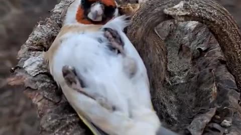 Birds sleeping sound on dried sunflowers