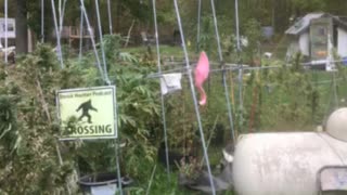 Obama melted brown Nobel Piece pie 🥧