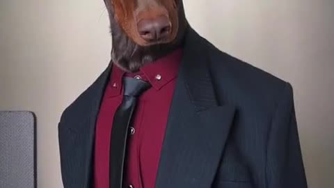 Cat Dog