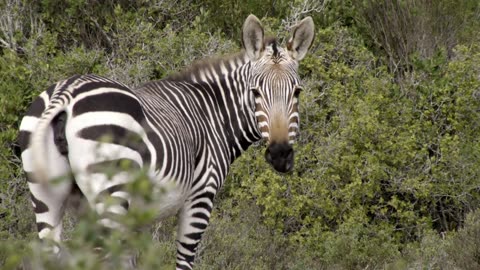 Africa's Hidden Kingdoms: Series 1_De Hoop: Place of Hope