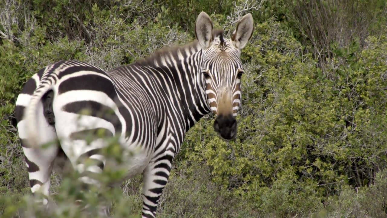 Africa's Hidden Kingdoms: Series 1_De Hoop: Place of Hope