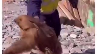 Arnold The Sloth