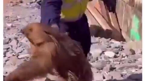 Arnold The Sloth