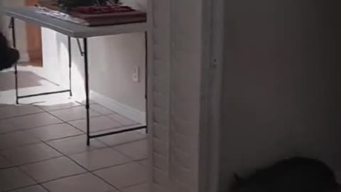 Pets That Will Make You Laugh/ Hilarious Pet/ Cutest Moments Ever 😂🐶 #Shorts