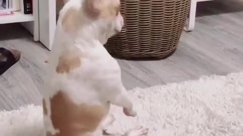 🌞 Have a Good Day | Just Vibe | The Funniest Way to Start Your Day! | FunFM