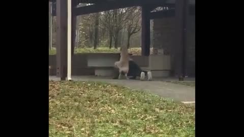 Funny Animal videos 🐶😂
