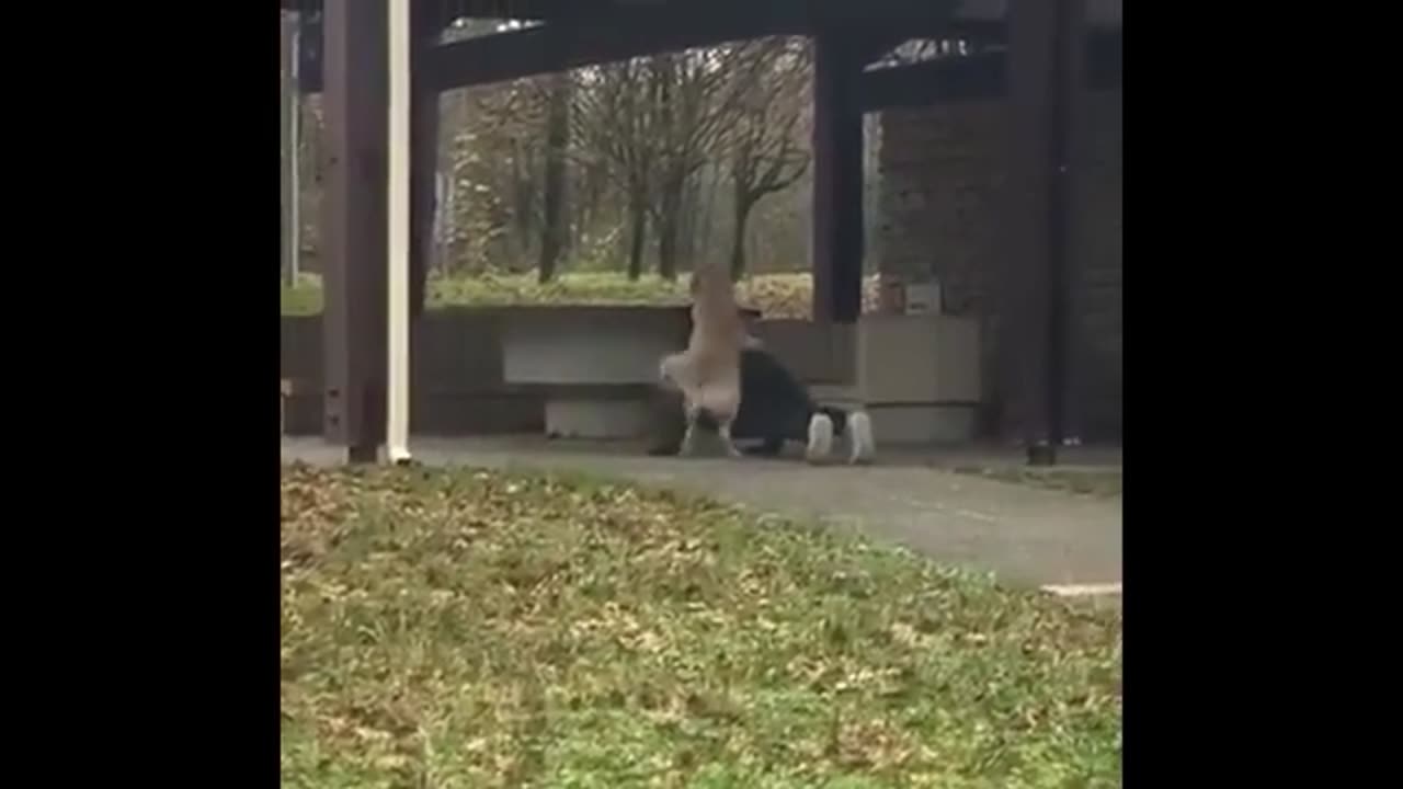 Funny Animal videos 🐶😂
