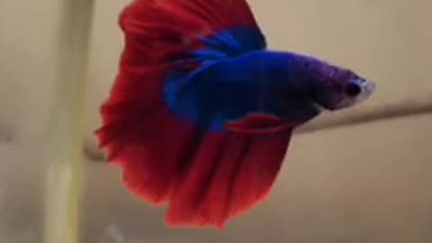 Betta Fish - Halfmoon Butterfly