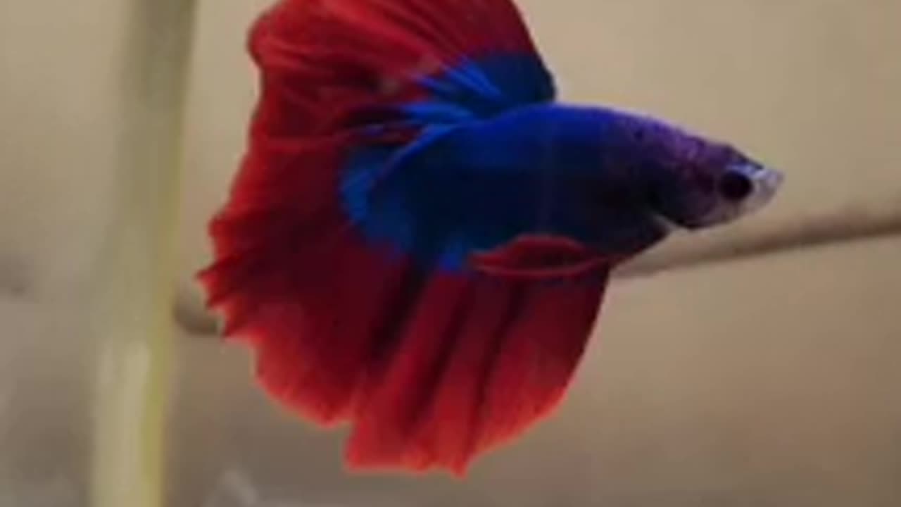 Betta Fish - Halfmoon Butterfly