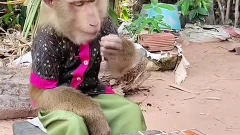 This monkey is so funny! It’s having its own BBQ.